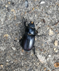 Lucanus