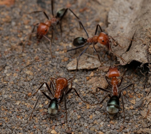Iridomyrmex roseatusIridomyrmex roseatus
