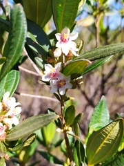Trembleya parviflora