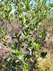 Trembleya parviflora