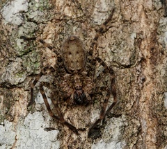 Heteropoda renibulbis