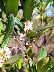 Trembleya parviflora