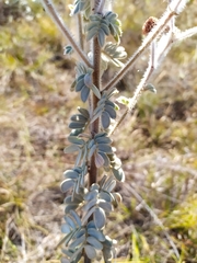 Mimosa lanuginosa