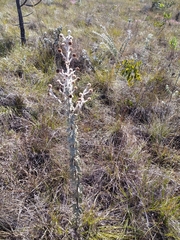 Mimosa lanuginosa