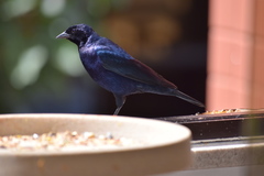 Molothrus bonariensis