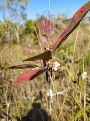 Pterandra pyroidea