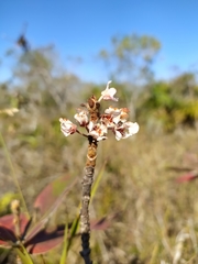 Pterandra pyroidea