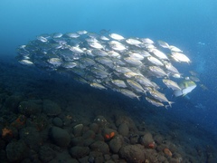 Selaroides leptolepis