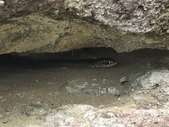 Masticophis flagellum