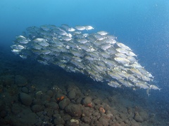 Selaroides leptolepis