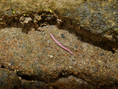 Siphonotidae image