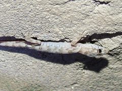 Altiphylax stoliczkai