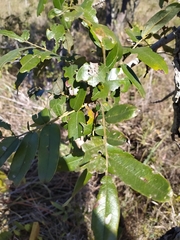 Bowdichia virgilioides