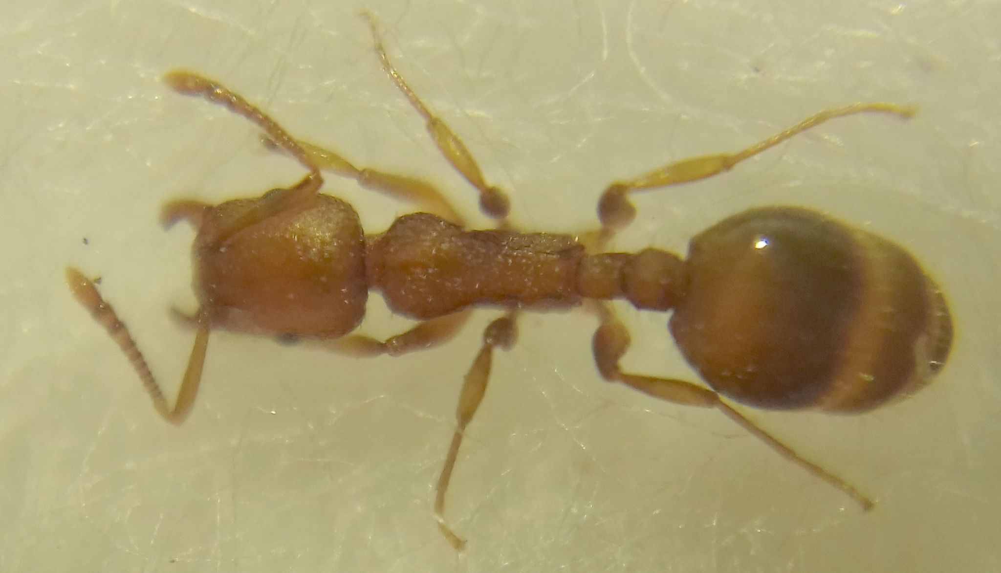 Temnothorax clypeatus