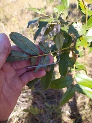 Bowdichia virgilioides