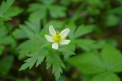 Trollius laxus laxus