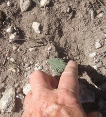 Pelargonium pillansii