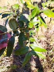 Bowdichia virgilioides