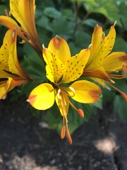 Alstroemeria aurea