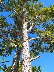 Bowdichia virgilioides