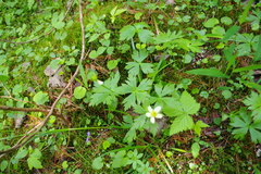 Trollius laxus laxus