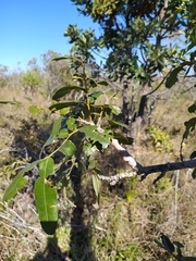 Bowdichia virgilioides