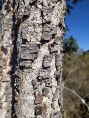 Bowdichia virgilioides