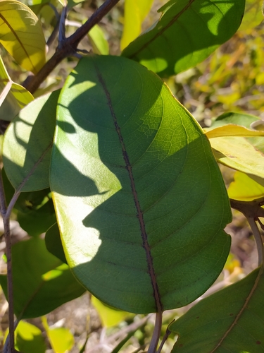 Vismia gracilis
