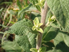 Pentanema squarrosum