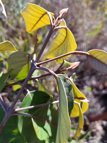 Foto de Vismia gracilis