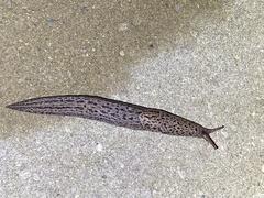 Limax maximus