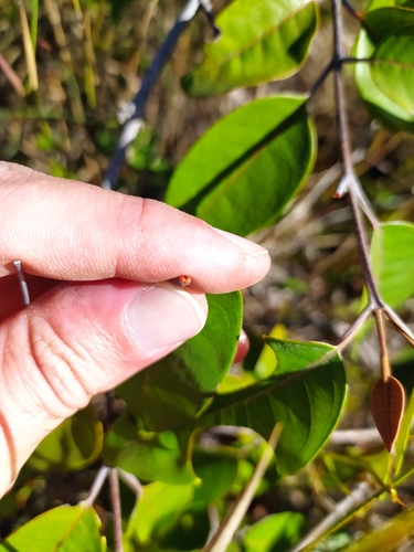 Foto de Vismia gracilis