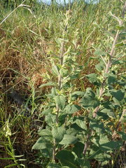 Pentanema squarrosum