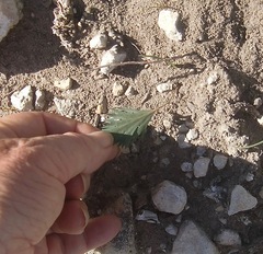 Pelargonium pillansii