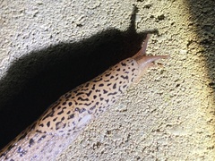 Limax maximus