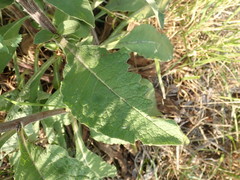 Pentanema squarrosum