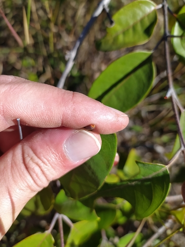 Foto de Vismia gracilis