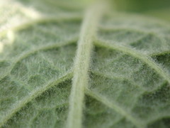 Pentanema squarrosum