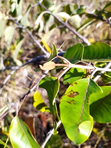 Foto de Vismia gracilis