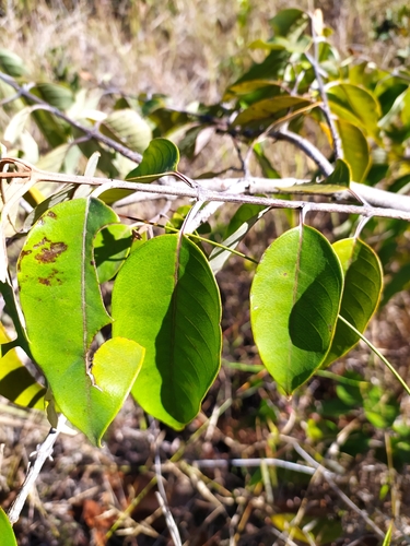 Foto de Vismia gracilis