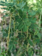 Hippocrepis emerus emerus