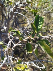 Davilla elliptica