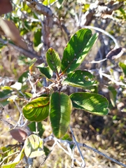 Davilla elliptica