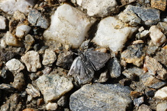 Metaxmeste