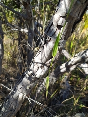 Davilla elliptica