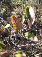 Davilla elliptica