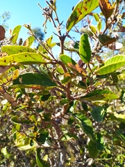 Davilla elliptica