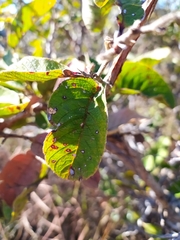 Davilla elliptica