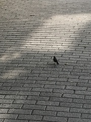 Phoenicurus ochruros