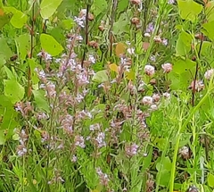 Salvia officinalis